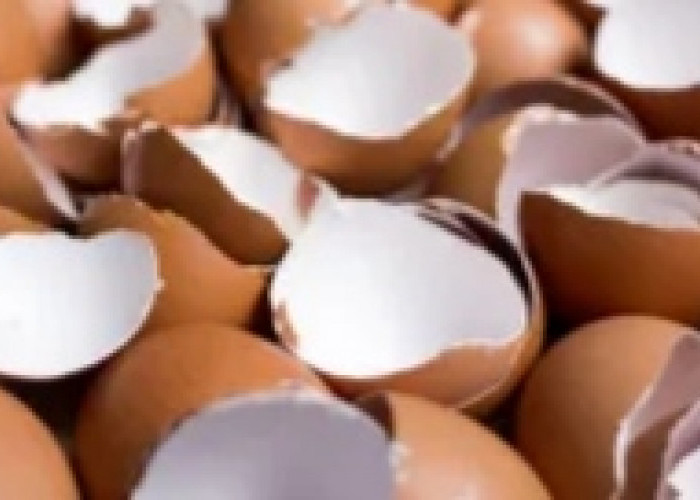 Jangan Anggap Remeh, ini Manfaat Cangkang Telur untuk Kesehatan 