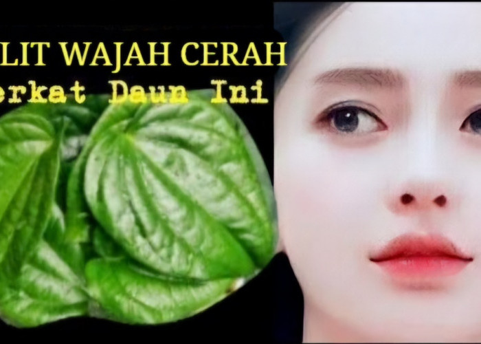 Wajah Putih Merona dengan Daun Sirih, Begini Cara Bikinnya