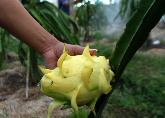 Dari Banyuwangi ke Pasar Lebih Luas, Petani Buah Naga Naik Kelas Berkat Program Klasterku Hidupku BRI