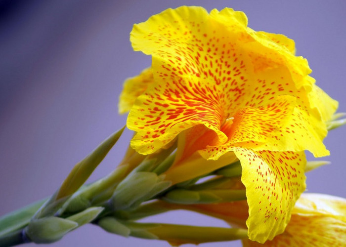 Tanaman Hias Bunga Tasbih Memiliki Bunga yang Indah Serta Mempercantik Taman, ini 4 Manfaatnya untuk Kesehatan
