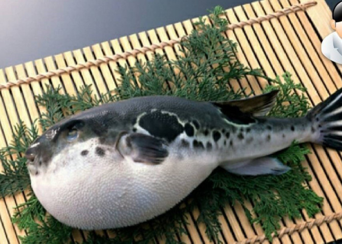 Gejala Keracunan Ikan Buntal Serta Penanganannya, Hati-Hati Dapat Mematikan