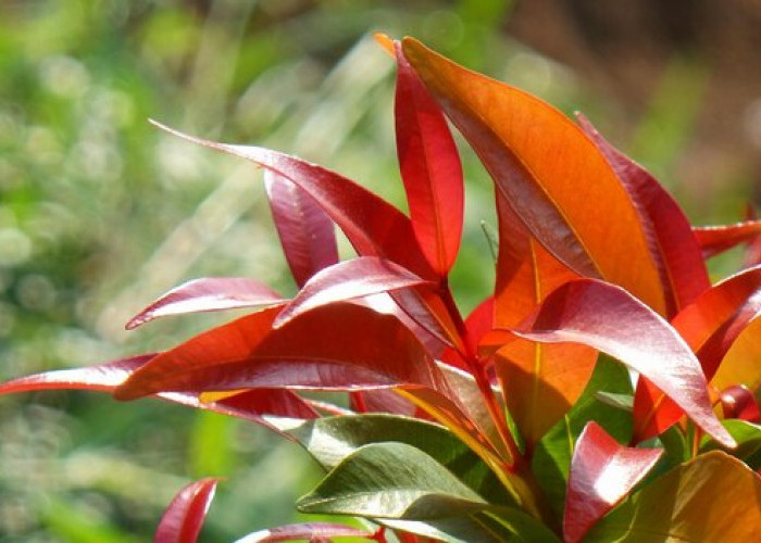 Tanaman Hias Daun Pucuk Merah Ternyata Punya 5 Manfaat, Begini Cara Mengolahnya