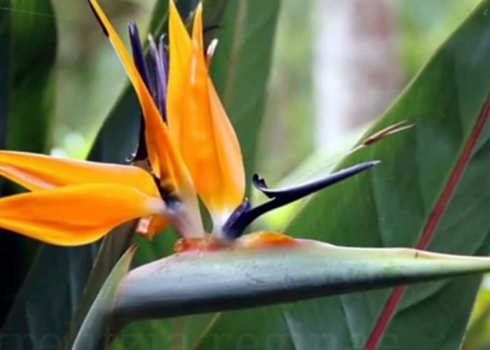 Tanaman Hias Bunga Bird of Paradise Memiliki Bentuk Seperti Kepala Burung Cendrawasih, ini 4 Cara Budidayanya