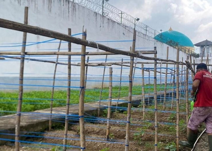 Lapas Narkotika Muara Beliti Gencarkan Penanaman Timun, Warga Binaan Dibekali Keterampilan Produktif