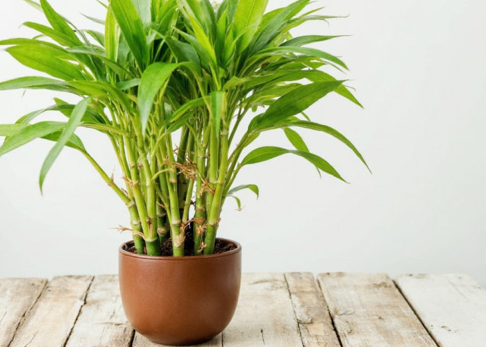 Inilah 3 Tanaman Hias Pembawa Hoki di Rumah, Dipercaya Datangkan Rezeki dan Energi Positif