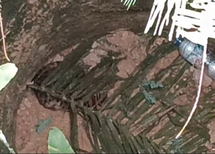 Viral Anak Harimau Masuk Sumur di Muratara, Ternyata Kucing Hutan, Sudah Diselamatkan