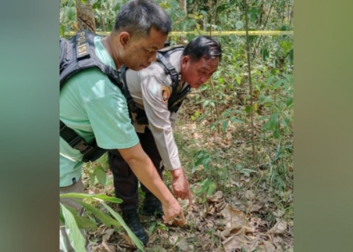 BKSDA Lahat Turunkan Tim, 15 Ekor Gajah Serang Ibu Hamil di Mura Hingga Tewas