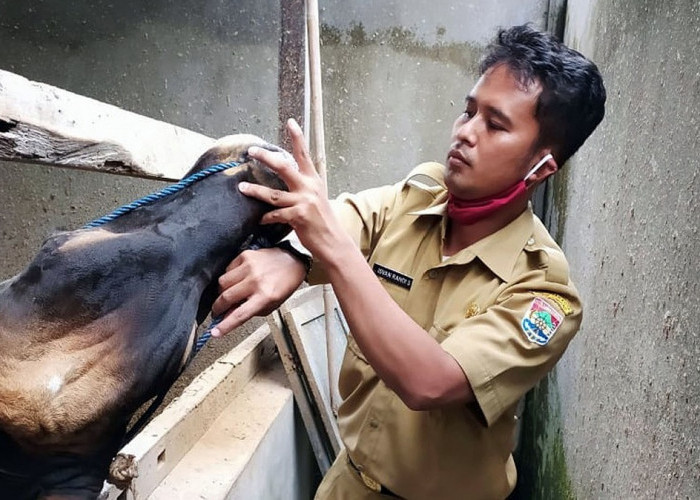 Jelang Idul Adha 2026, Lubuk Linggau Tingkatkan Pengawasan PMK Sapi Kurban dan Wajibkan SKKH