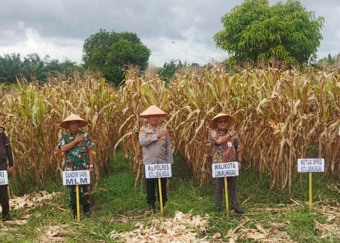Dukung Program Nasional, Polres Lubuk Linggau Gelar Panen Raya Jagung Kuartal I Tahun 2026