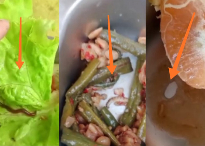 Viral Video Cacing di Sayur Program MBG Musi Rawas, Warga 2 Desa Tolak Makan Bergizi Gratis
