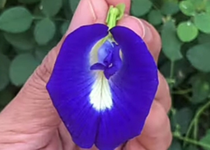 Bunga Telang Memiliki Kelopak Berwarna Biru yang Indah, ini 5 Manfaatnya untuk Kesehatan Tubuh