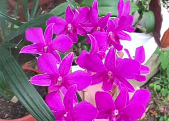 3 Manfaat Tanaman Hias Anggrek Dendrobium Serta Memiliki Simbol Kecantikan