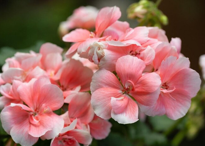 Inilah 6 Jenis Tanaman Hias Geranium, Bunga Cantik yang Banyak Manfaatnya