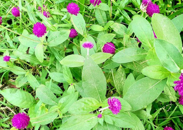 Bunga Kenop, Bunga Hias yang Dapat Dimakan, Berikut 6 Manfaatnya 