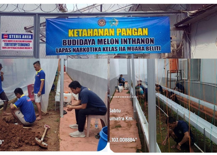 Dukung Program Aksi Kemenimipas, Lapas Narkotika Muara Beliti Manfaatkan Lahan untuk Budidaya Melon Belanda