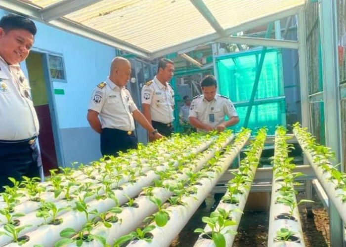 Hijau dan Produktif, Giatja Lapas Narkotika Muara Beliti Intensif Rawat Pakcoy Hidroponik