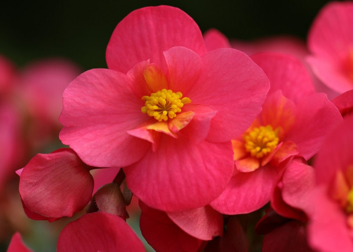 Bunga Begonia Memiliki 3 Manfaat untuk Kesehatan Tubuh, Salahsatunya Mengatasi Gangguan Pencernaan