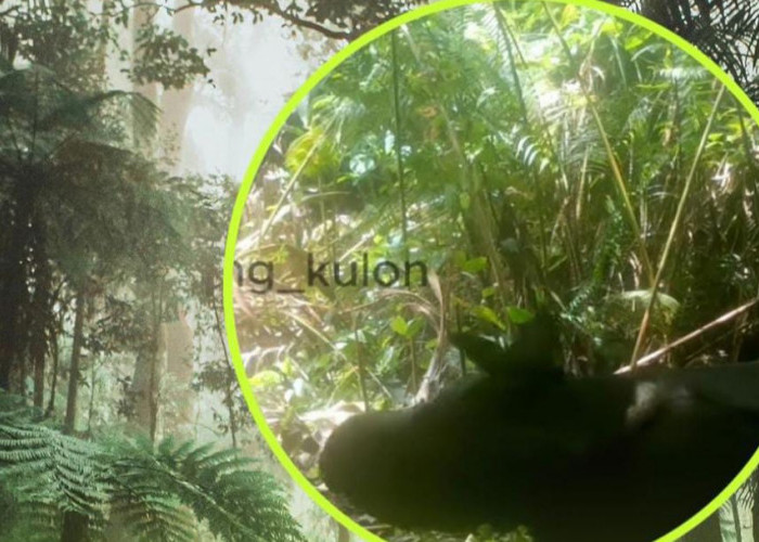 Kabar Gembira! Terekam Kamera, Ada Anak Badak Jawa Baru di Taman Nasional Ujung Kulon