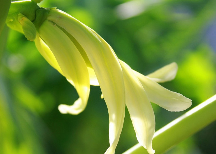 Bunga Pepaya BIsa Dijadikan Sebagai Olahan Sayur dan Mengandung Nutrisi, ini 10 Fakta dan Kesimpulannya