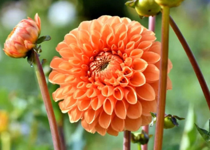 Tanaman Hias Bunga Dahlia Melambangkan Simbol Cinta Abadi, ini Cara Menanam dan Merawatnya