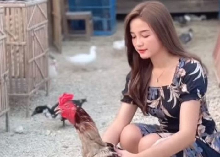 Ayam Petarung Ini Dikenal Mematikan, Berikut Cara Beternaknya 