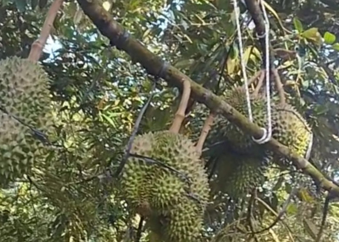Apa Saja Hama yang Menyerang Tanaman Durian, Simak  6 Ulasan Penting Berikut Ini   