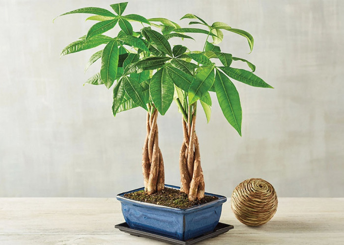 Rumah Terasa Lebih Hoki, Inilah 11 Tanaman Hias Pembawa Keberuntungan di 2026