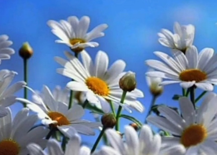 Tanaman Hias Bunga Daisy Salahsatu Bunga Tercantik dan Populer di Dunia, Berikut ini Cara Merawatnya