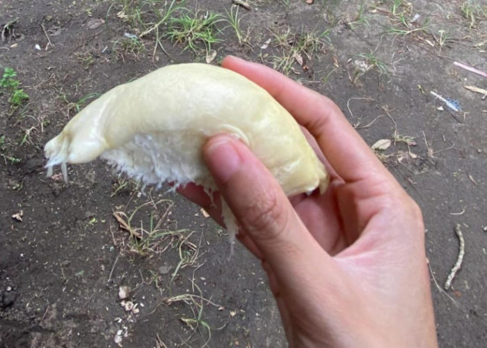 Anti Zonk! Inilah Rahasia Jitu 5 Cara Memilih Durian Enak dan Manis