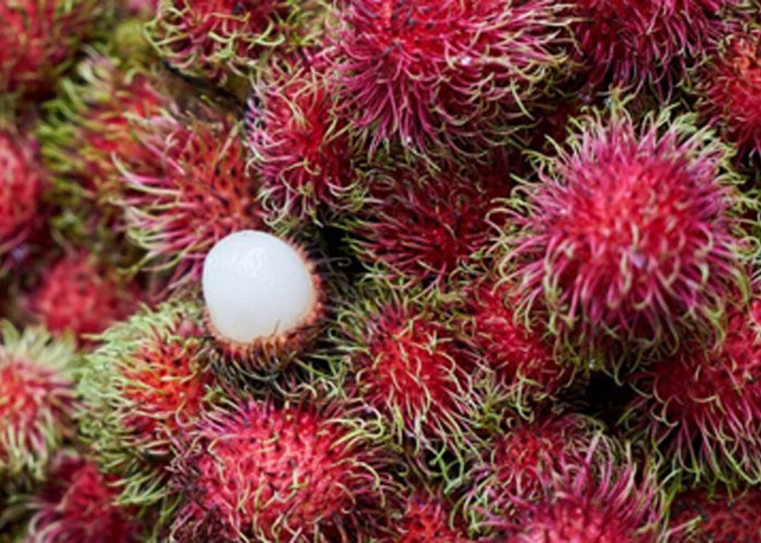 Musim Rambutan Sudah Tiba, Yuk Kenali Jenis-jenisnya