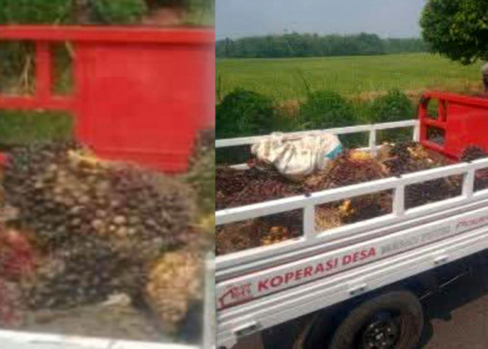 Heboh Informasi, Motor Roda 3 Koperasi Merah Putih Dipakai Oknum Kades Panen Sawit