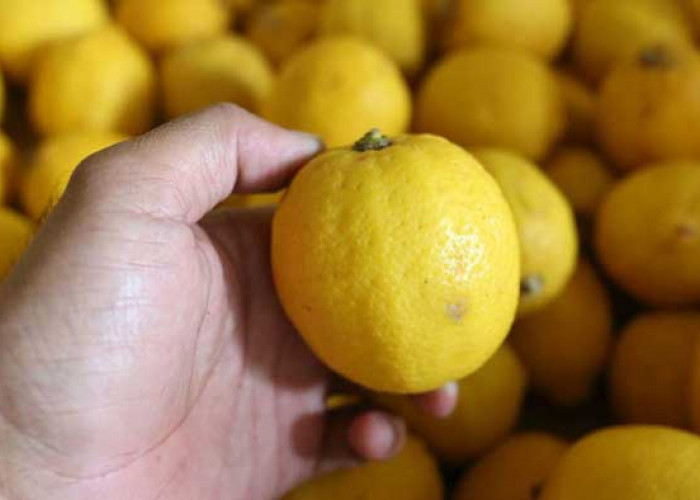 Ini Manfaat Mengonsumsi Lemon, Menjaga sistem imun