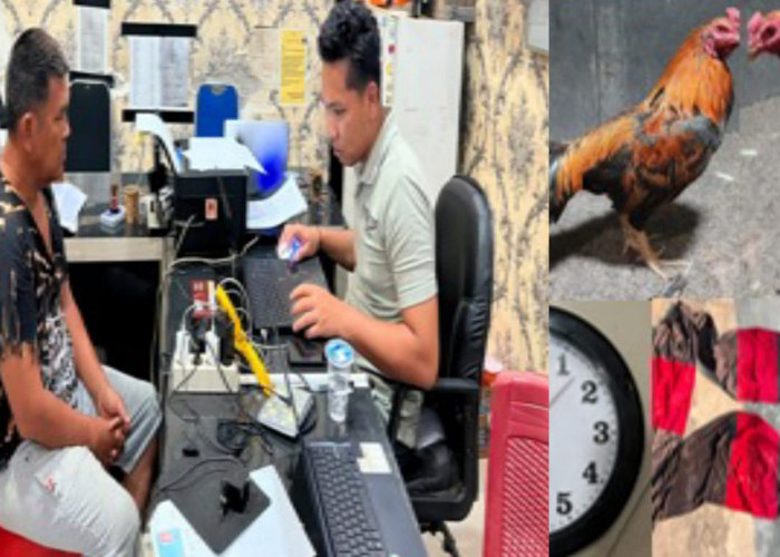 Gerebek Judi Sabung Ayam di OKU Timur, Polisi Tangkap Bandar Sediakan Lahan