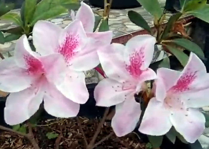 Tanaman Hias Bunga Azalea Memiliki Bentuk Bunga yang Corong, ini 5 Cara Menanamnya