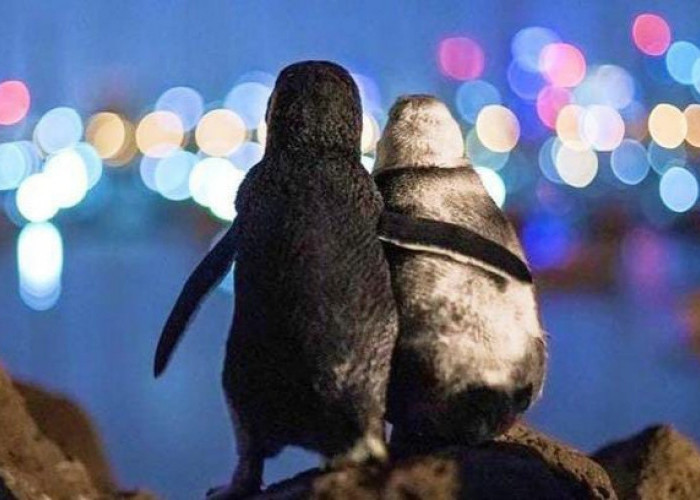 Seorang Fotografer Berhasil Mengabadikan Foto Dua Penguin yang Saling Berpelukan