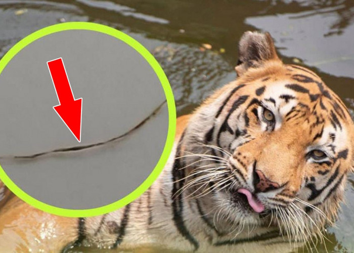 Pakar BRIN Temukan Sehelai Rambut Harimau Jawa yang Sudah Punah di Sukabumi, Simak Faktanya