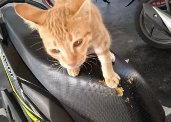 Tips Mencegah Jok Motor Dicakar Kucing, Salah Satunya Gunakan Cover 
