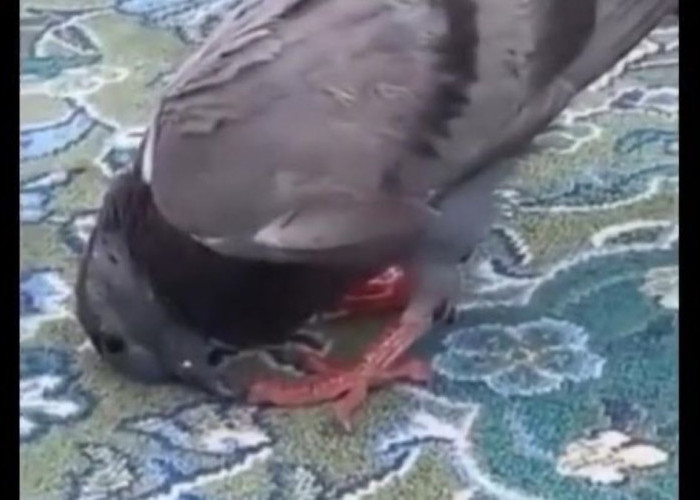 Viral, Burung Merpati Sujud di Masjidil Haram saat Jamaah Akan Melangsungkan Salat