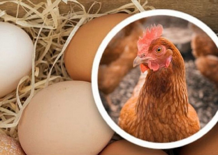 Studi Dr Collin Freeman: Ayam Ada Lebih Dulu Daripada Telur? Ini Jawabannya