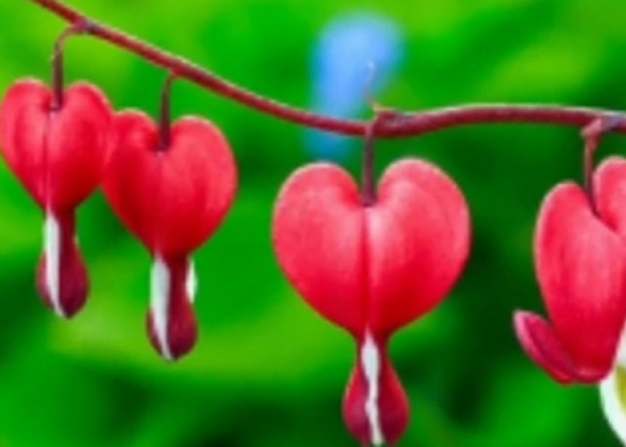 Tanaman Hias Bunga Bleeding Heart Memiliki Kuncup Seperti Hati dan Cenderung Menyerupai Tetesan Darah
