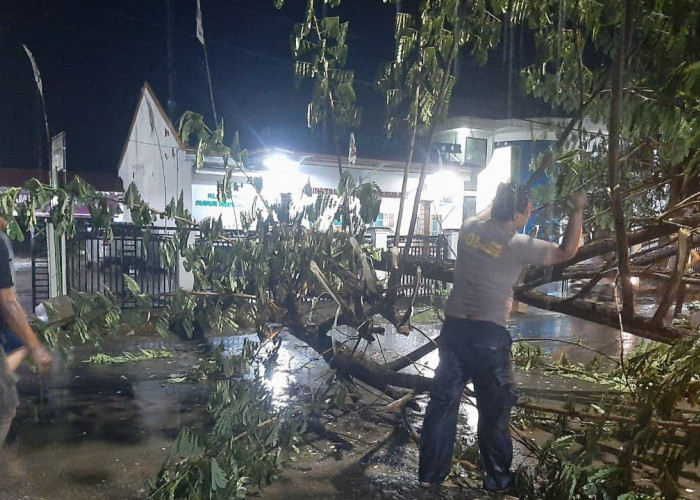 Musi Rawas Diterpa Angin Kencang, Pohon di Depan Rumah Wakil Bupati Roboh