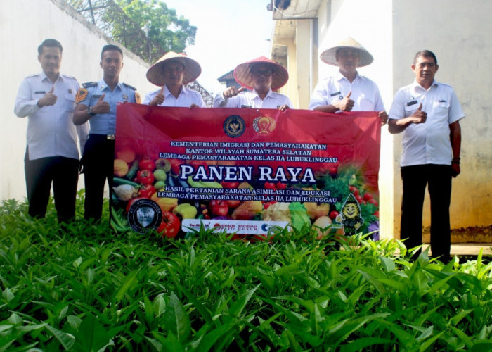 Dukung Ketahanan Pangan, Lapas Lubuk Linggau Kembali Panen Sayuran Kangkung