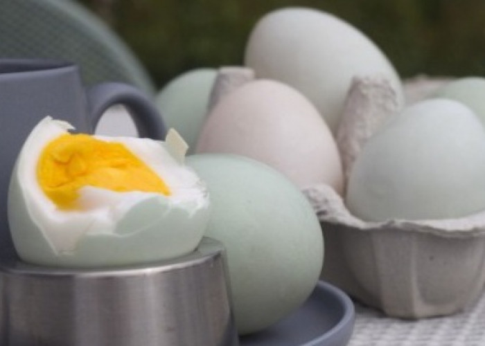 10 Manfaat Telur Bebek untuk Kesehatan, Nomor 1 Khusus untuk Pria Dewasa 