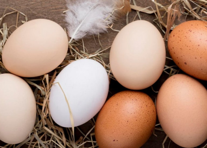 Telur Ayam Kampung vs Telur Ayam Negeri, Mana yang Lebih Baik, Berikut 5 Perbedaannya 