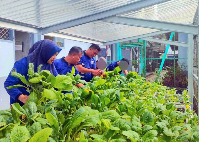 Sehat dan Berdaya, Warga Binaan Lapas Narkotika Muara Beliti Panen Sawi Organik Hidroponik