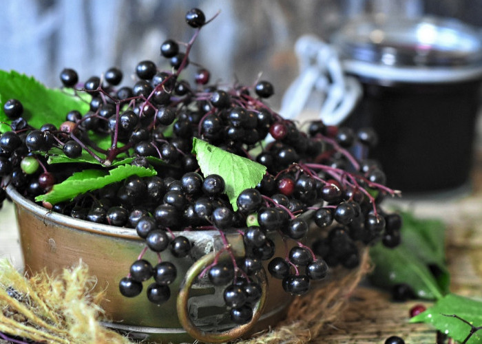 Bunga Elderberry Memiliki Aroma Khas Seperti Madu, ini 5 Manfaatnya untuk Kesehatan