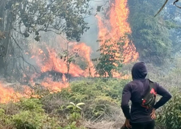 Kebakaran Lahan di Pagar Ayu Musi Rawas Mendekati Pemukiman, Sudah Ratusan Hektar Kebun Sawit Hangus