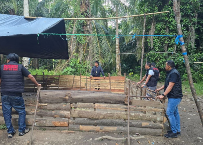 Meresahkan, Arena Sabung Ayam di Selangit Musi Rawas Digrebek Tim Landak, Kemudian Dibakar