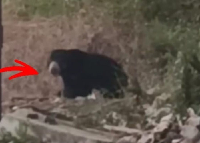 Heboh, Beruang Muncul di Kebun Warga Lubuk Binjai Lubuk Linggau