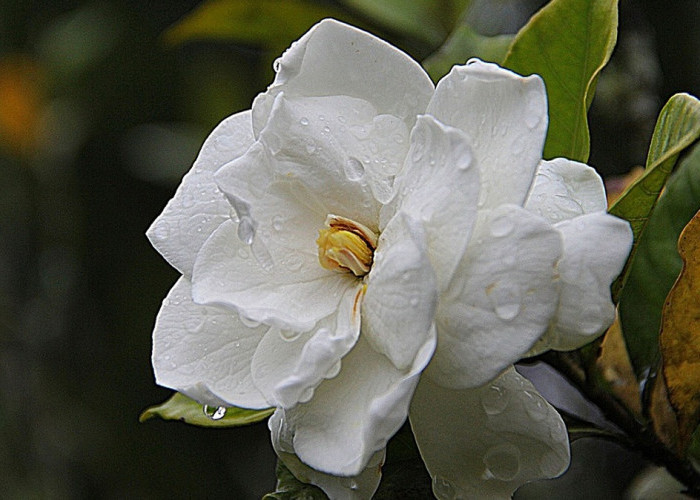 Tanaman Hias Gardenia Bunganya Berwarna Putih dan Memiliki Aroma yang Harum Semerbak, ini Cara Merawatnya